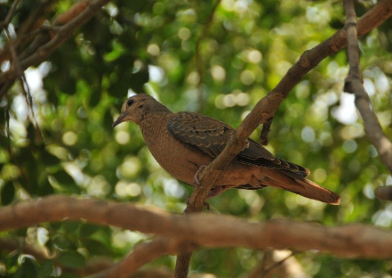 Foto fauna 1