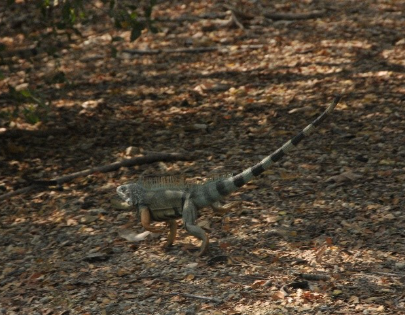 Foto fauna 2
